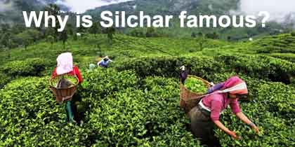 Why is Silchar famous?