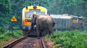 असम के होजाई जिले में ट्रेन के धक्का लगने से हाथी की हो गई मौत
