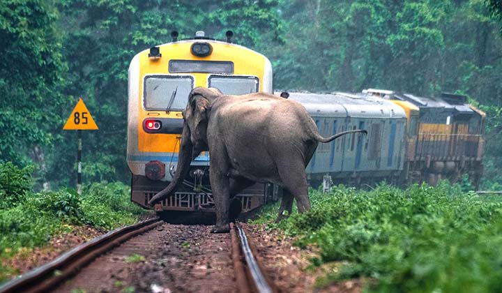 Elephant dies after being hit by train in Assam's Hojai district